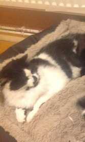 Lost Cat