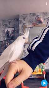 Lost Cockatiel