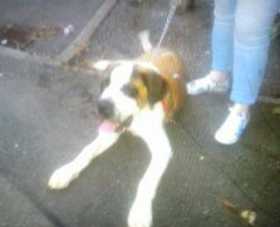 Lost Dog