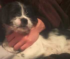 Lost Dog