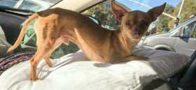 Lost Dog