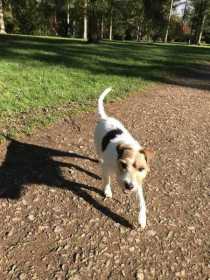 Lost Dog