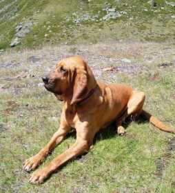 Lost Dog