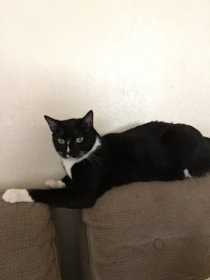 Lost Cat