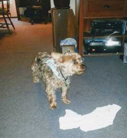 Lost Dog