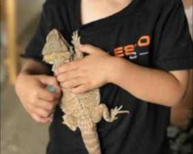 Lost Bearded dragon