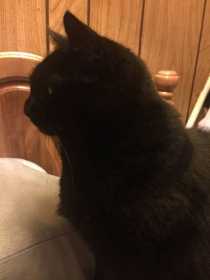 Lost Cat