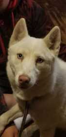 Lost Dog