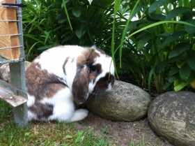 Lost Rabbit
