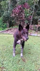 Lost Dog