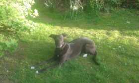 Lost Dog