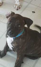 Lost Dog