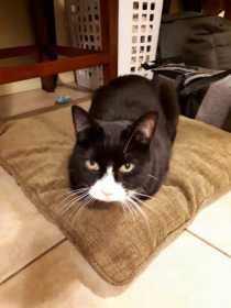 Lost Cat