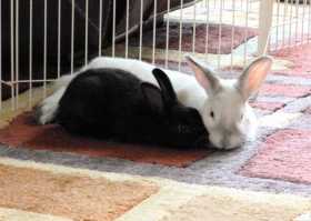Lost Rabbit