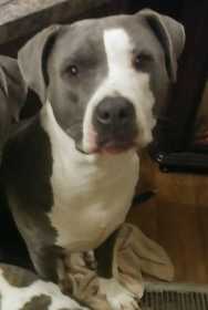 Lost Dog