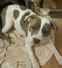 Lost Dog