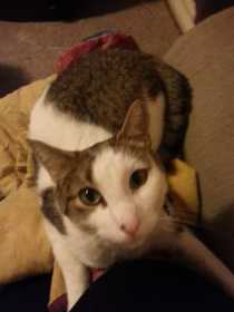Lost Cat