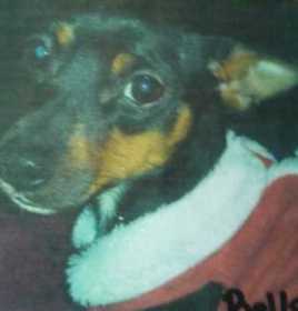 Lost Dog