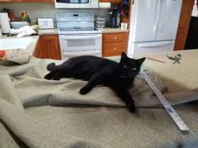 Lost Cat