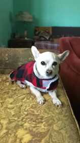 Lost Dog