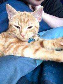 Lost Cat
