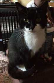 Lost Cat