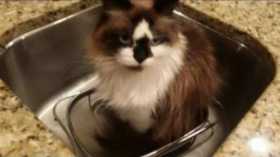 Lost Cat