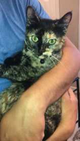 Lost Cat