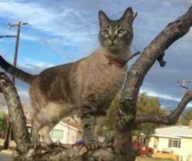 Lost Cat