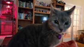 Lost Cat