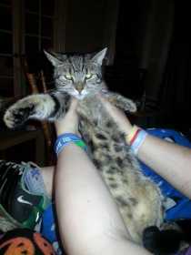 Lost Cat