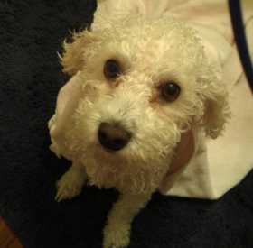 Lost Dog