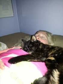 Lost Cat