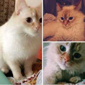 Lost Cat