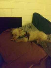 Lost Dog