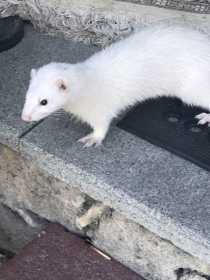 Lost Ferret