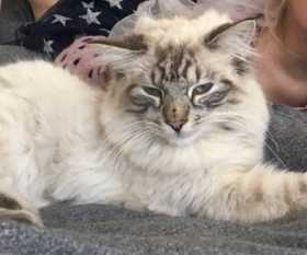 Lost Cat