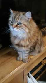 Lost Cat