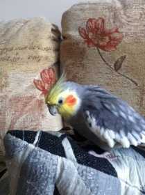 Lost Cockatiel