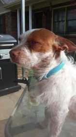 Lost Dog