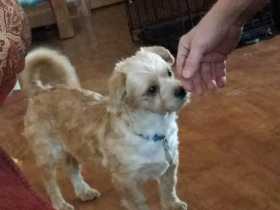 Lost Dog