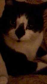 Lost Cat