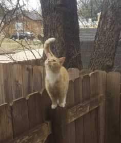 Lost Cat