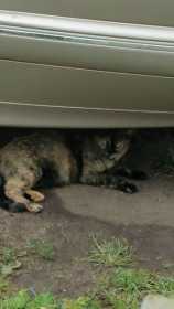 Lost Cat