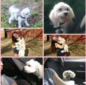 Lost Dog