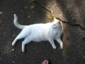Lost Cat