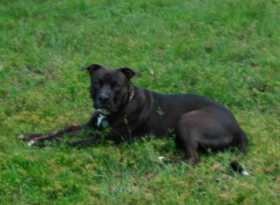 Lost Dog