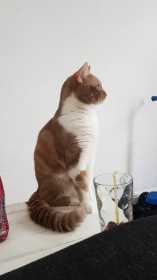 Lost Cat