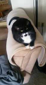 Lost Cat