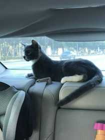Lost Cat